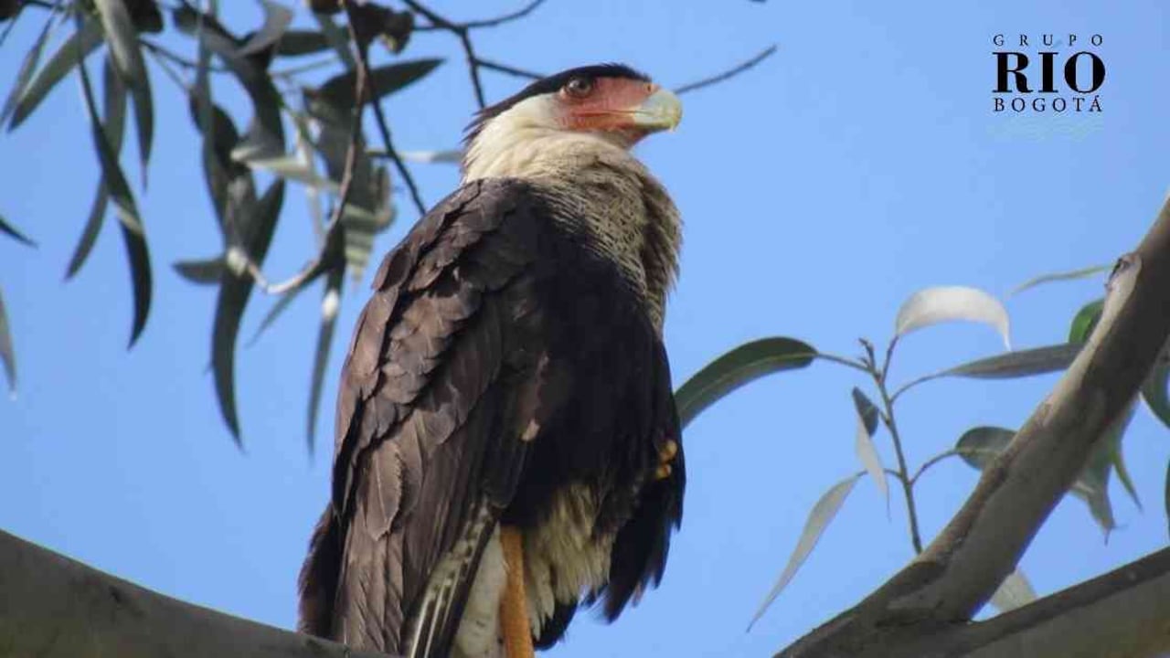 De acuerdo con la Fundación Humedales Bogotá, esta ave, conocida también como Caracara Quebrantahuesos, suele frecuentar áreas abiertas y pastizales. Foto: Camilo Castañeda / Fundación Humedales Bogotá.