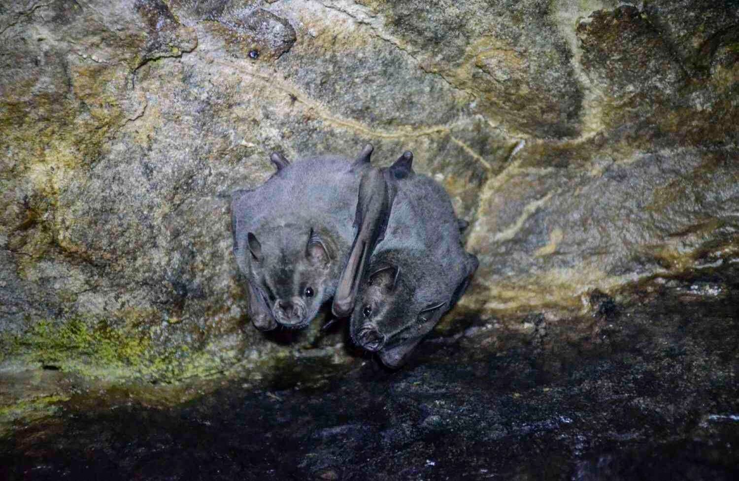 A 80 minutos de la capital del Huila está Paicol, un municipio ideal para vivir una aventura extrema. Rafting en el río Páez, senderismo en las cascadas de La Motilona, parapente en sus altas montañas y torrentismo en la quebrada santa Inés. Otro de los atractivos es hacer espeleología en la cueva Caja de agua, donde hay cinco especies de murciélagos, entre ellos el hematófago. foto: Diana Rey Melo