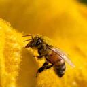 Un millón de especies animales y vegetales están ahora en peligro de extinción. Foto: GETTY IMAGES vía BBC.