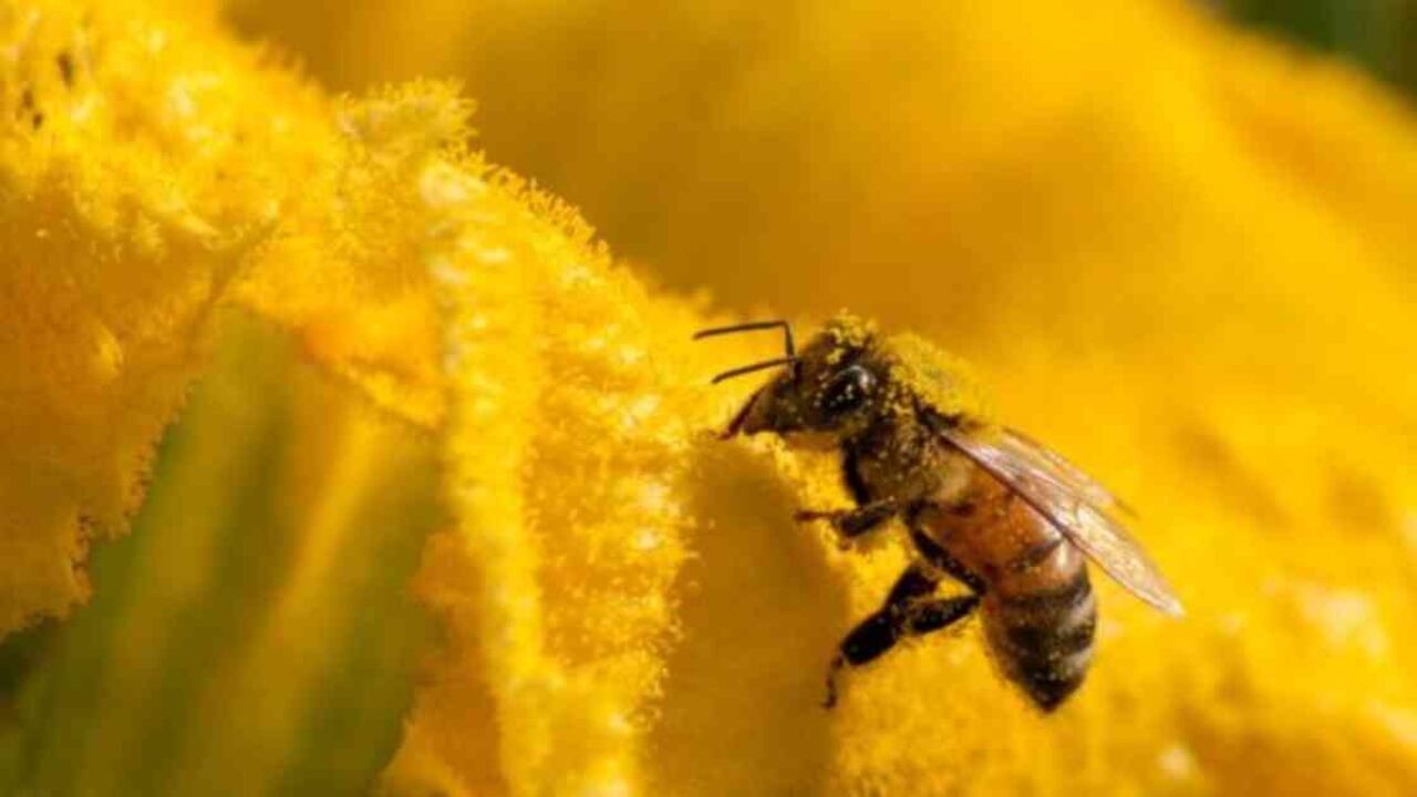 Un millón de especies animales y vegetales están ahora en peligro de extinción. Foto: GETTY IMAGES vía BBC.