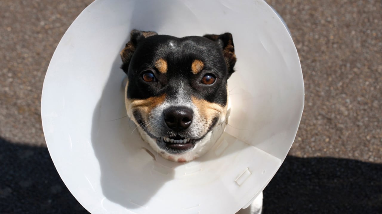 Aunque el ‘cono’ resulte incómodo para tu perro, es necesario que lo acostumbres a utilizarlo y que además tú, su amo, sepas cómo se usa adecuadamente.