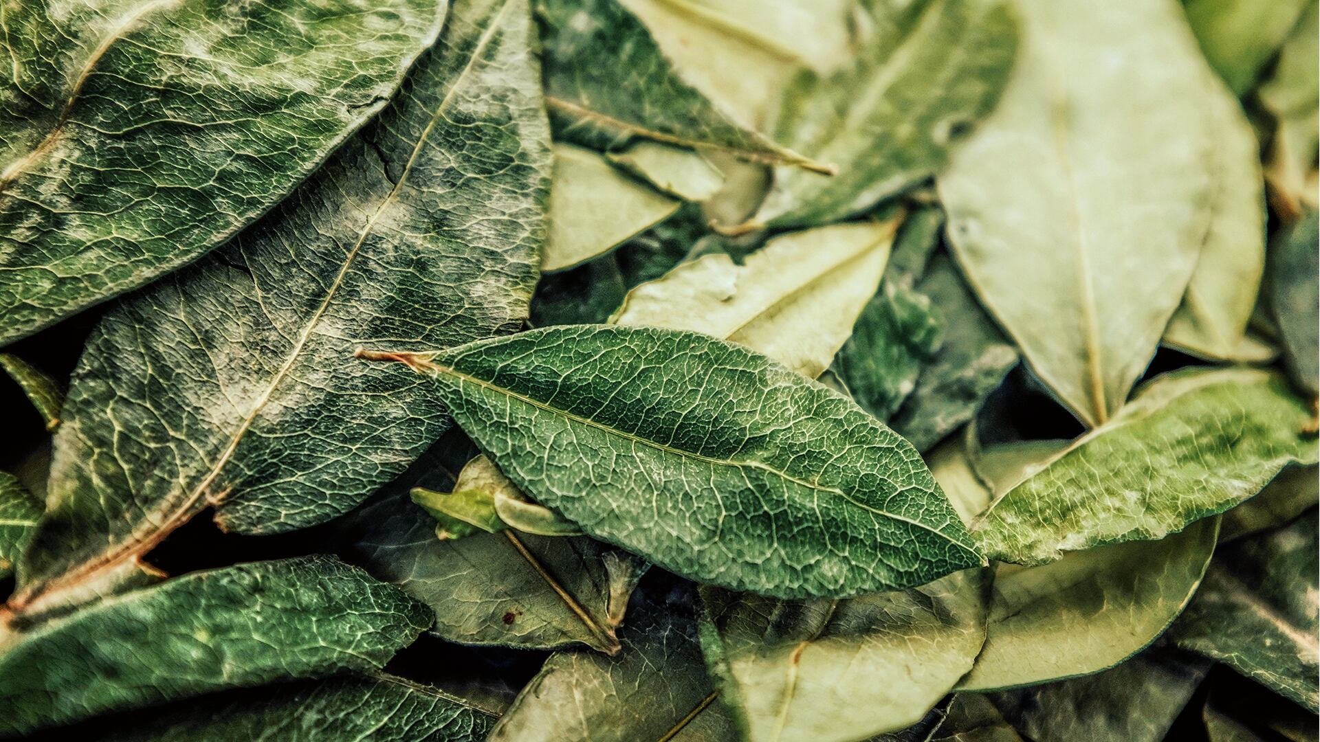 NO USAR, USO EXCLUSIVO MEJOR COLOMBIA, Especial Mejor Colombia, Tejidos Coca