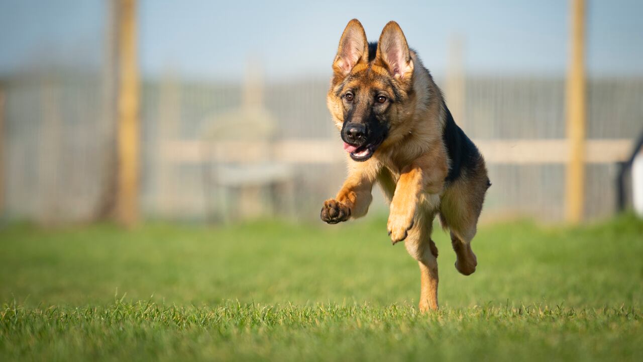 Los cuidados de los animales son fundamentales con el paso de los años.