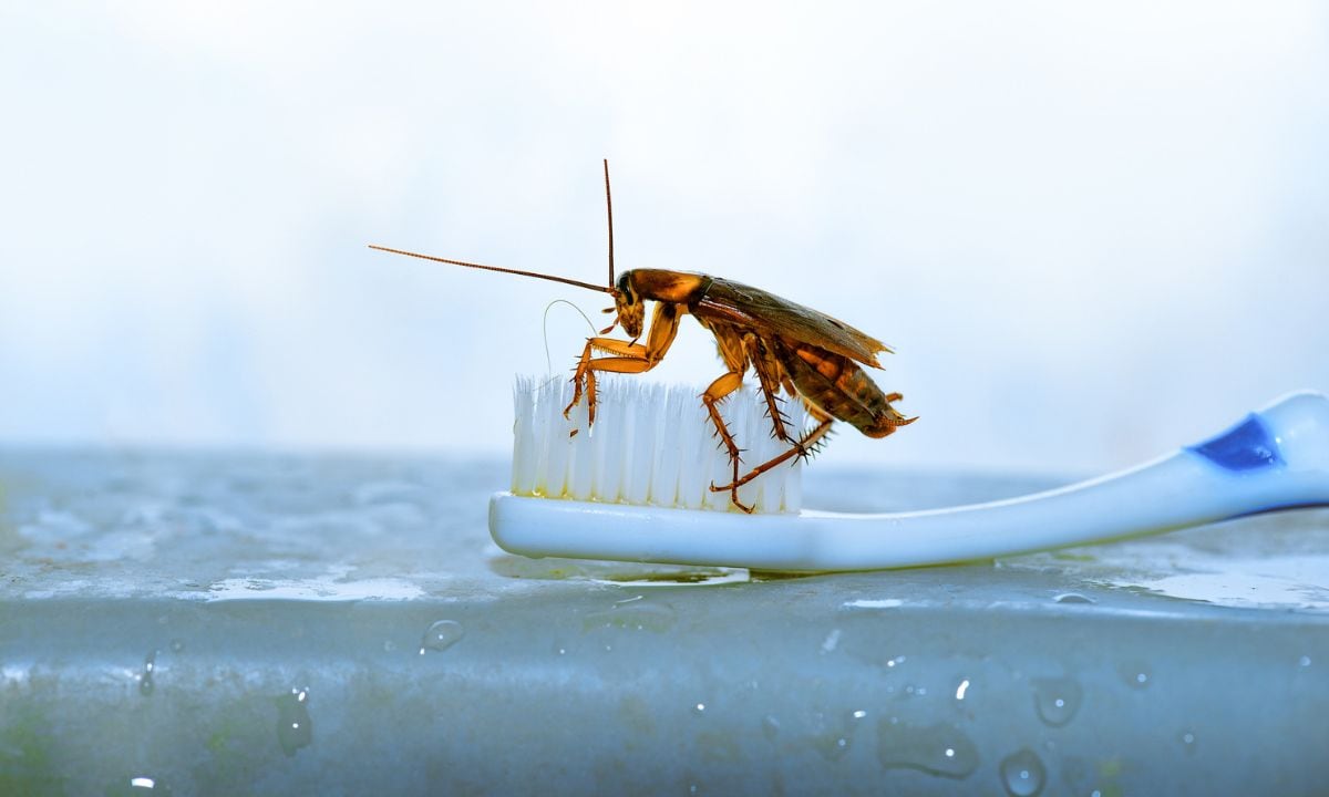 Vela para ahuyentar cucarachas.