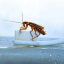 Vela para ahuyentar cucarachas.