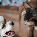 perros y gatos peleando