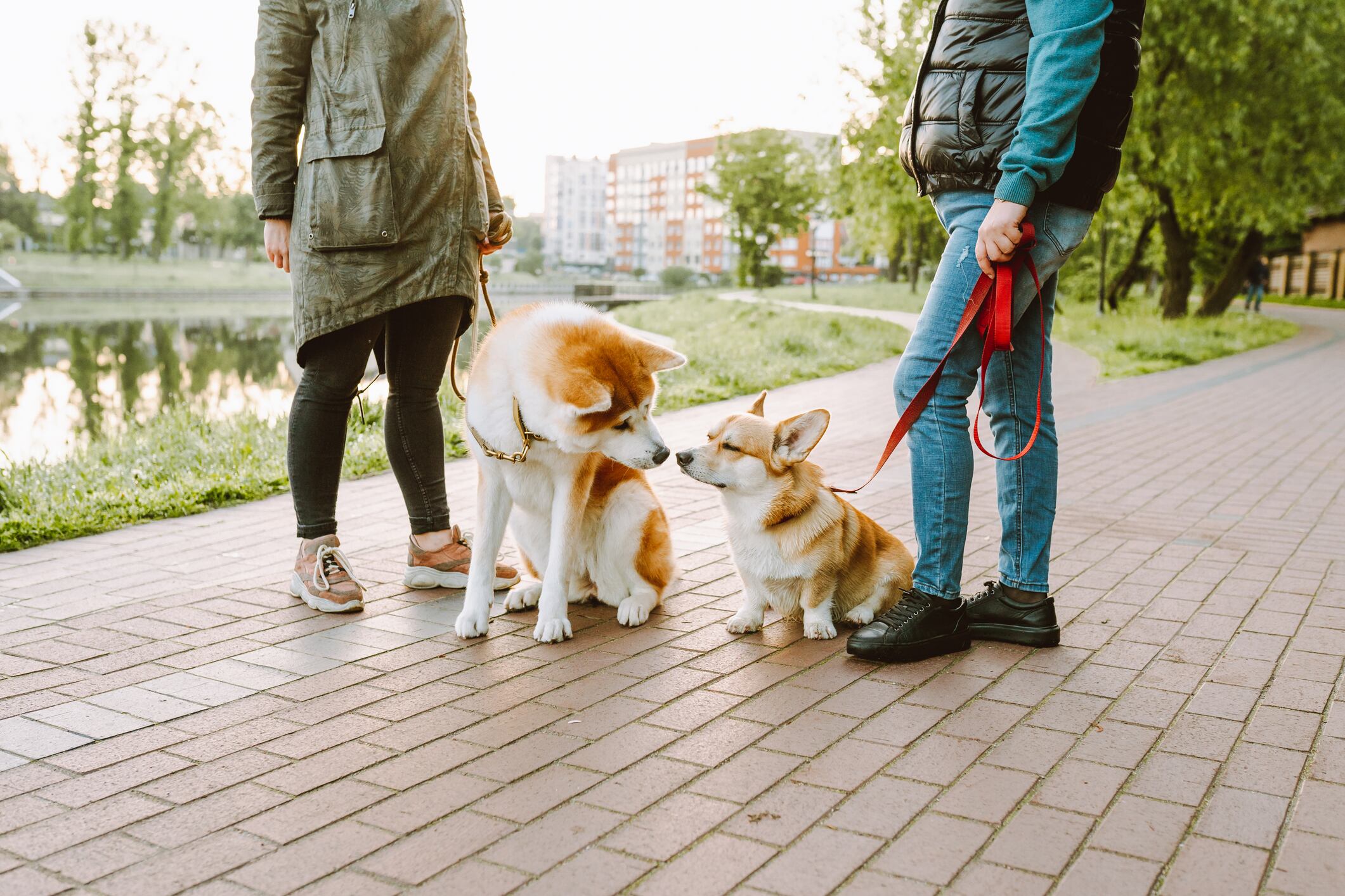 two women walk their dogs and communicate. Dogs are friends