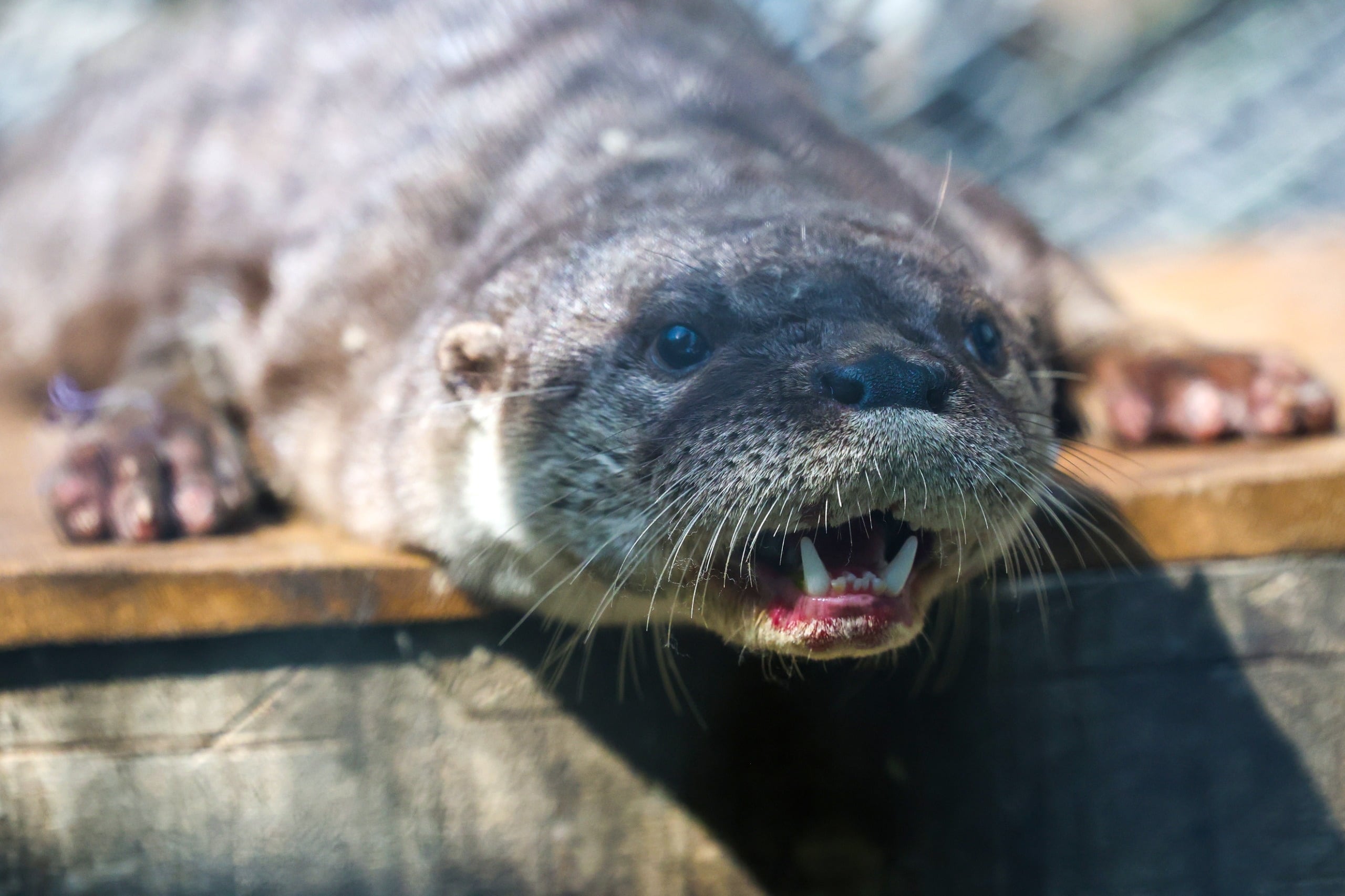 Tras el rescate permanece bajo el cuidado de prosesionales.