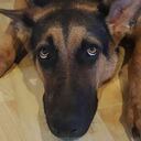 La pólvora en los animales domésticos produce estrés y pánico. Foto: Pixabay.