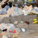 Cali: Ciudad invadida por basura y roedores, pese al servicio de recolección de basura este es insuficiente junto a la falta de civismo, ahonda mucho más el problema, de una ciudad que se ahoga en su desperdicio. foto José L Guzmán. El País, julio 4-23