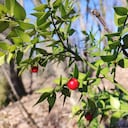 red berries in sunlight