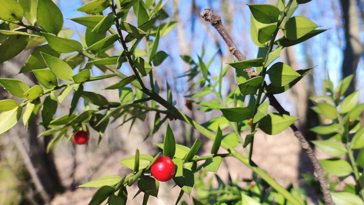 Esta planta se puede encontrar en las farmacias en forma de cápsulas, polvo criomolido, polvo de planta, cápsulas de extracto seco, gotas orales y también en geles y cremas de uso tópico.