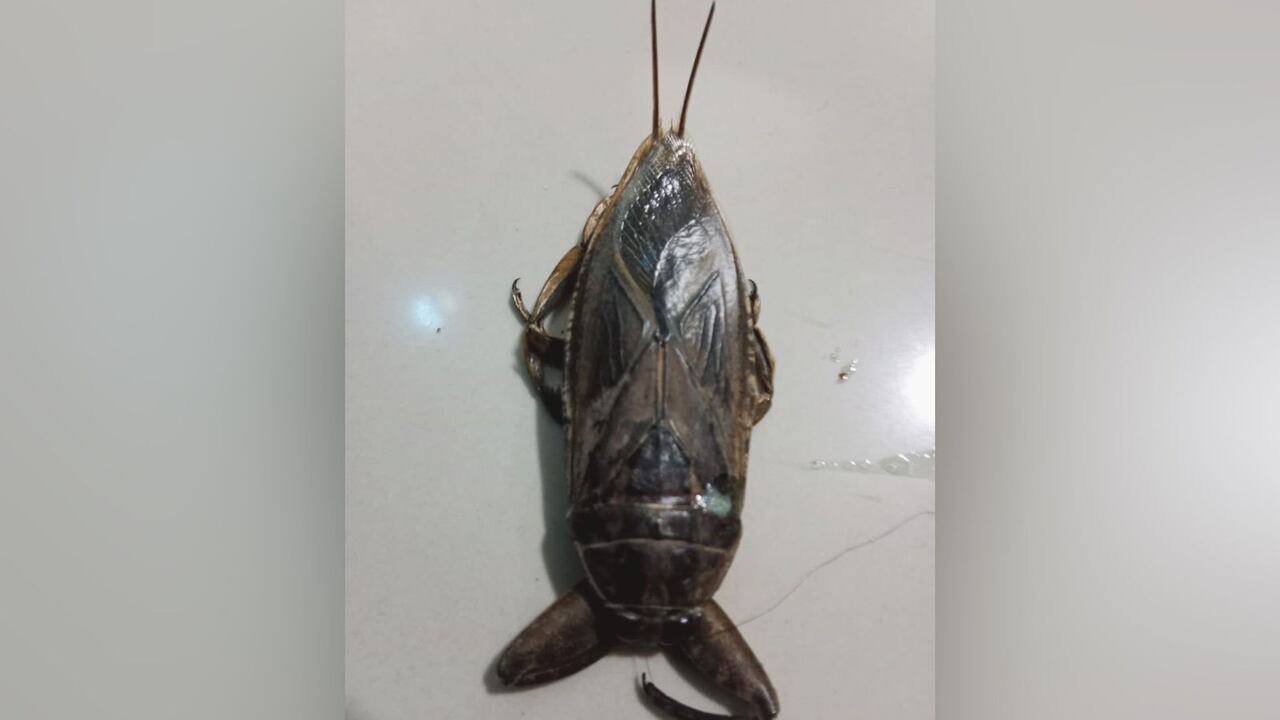 Chinche de Agua en Cartagena