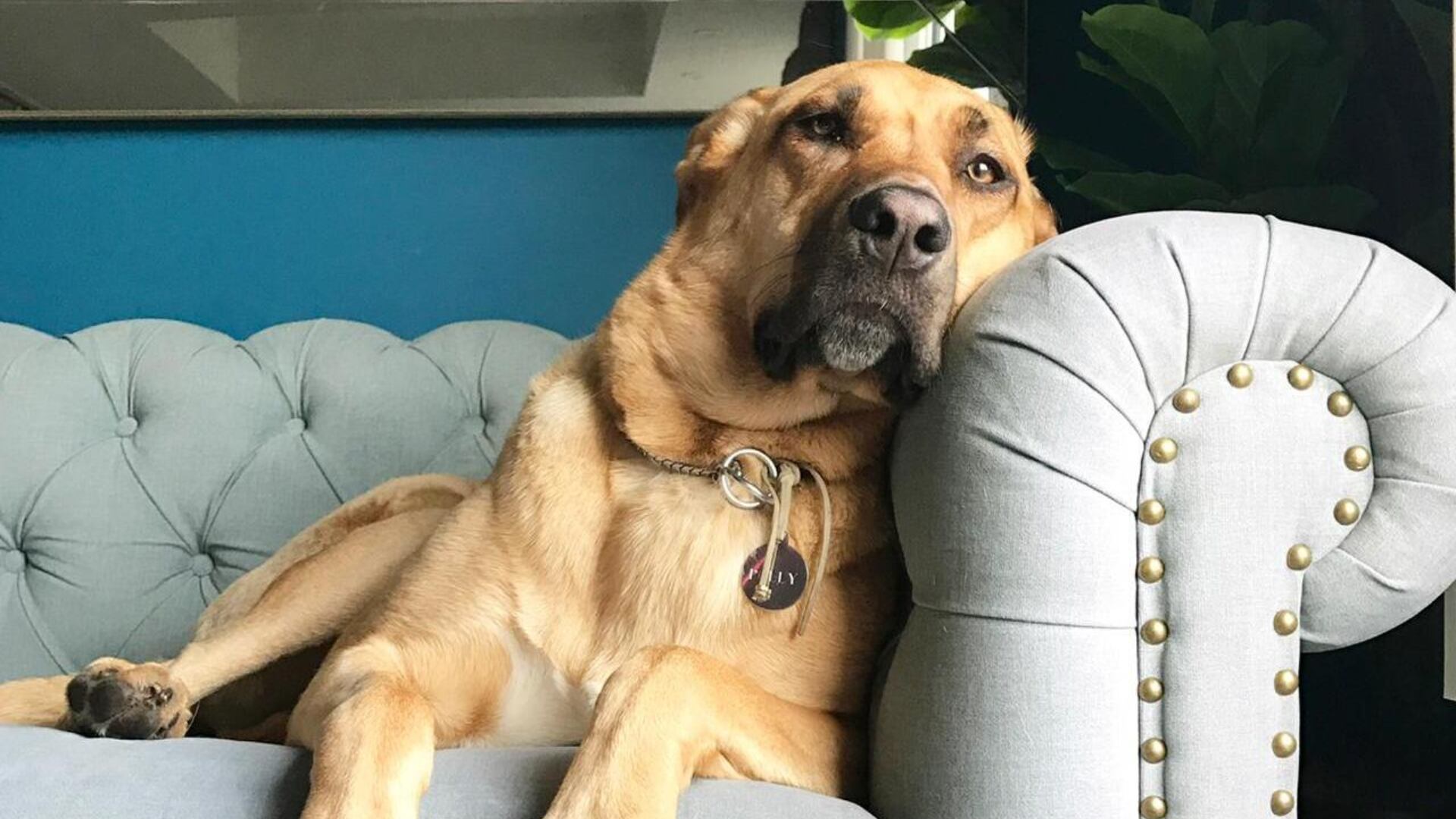 Polly fue restacada en Bogotá por la Fundación Adopta No Compres.