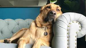 Polly fue restacada en Bogotá por la Fundación Adopta No Compres.