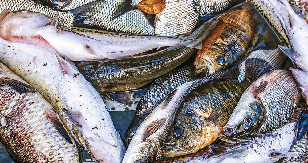 "La inadecuada disposición de residuos está amenazando la supervivencia de estas especies que hacen parte del equilibrio de los ecosistemas", dice la investigadora.