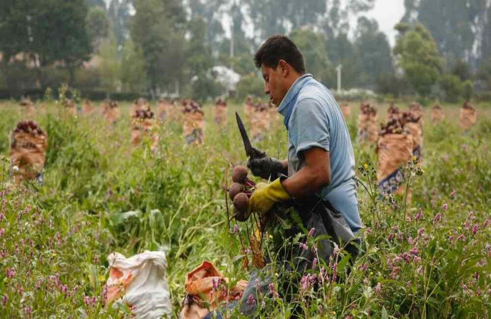 Colombia, a diferencia de muchos países, no se encuentra desabastecida, pues más del 80 por ciento de los alimentos que se consumen en el país se siembran aquí mismo.  Foto: Guillermo Torres/ SEMANA