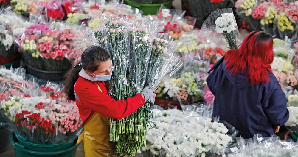 Grandes ingresos deja la exportación de flores por el día de San Valentín.