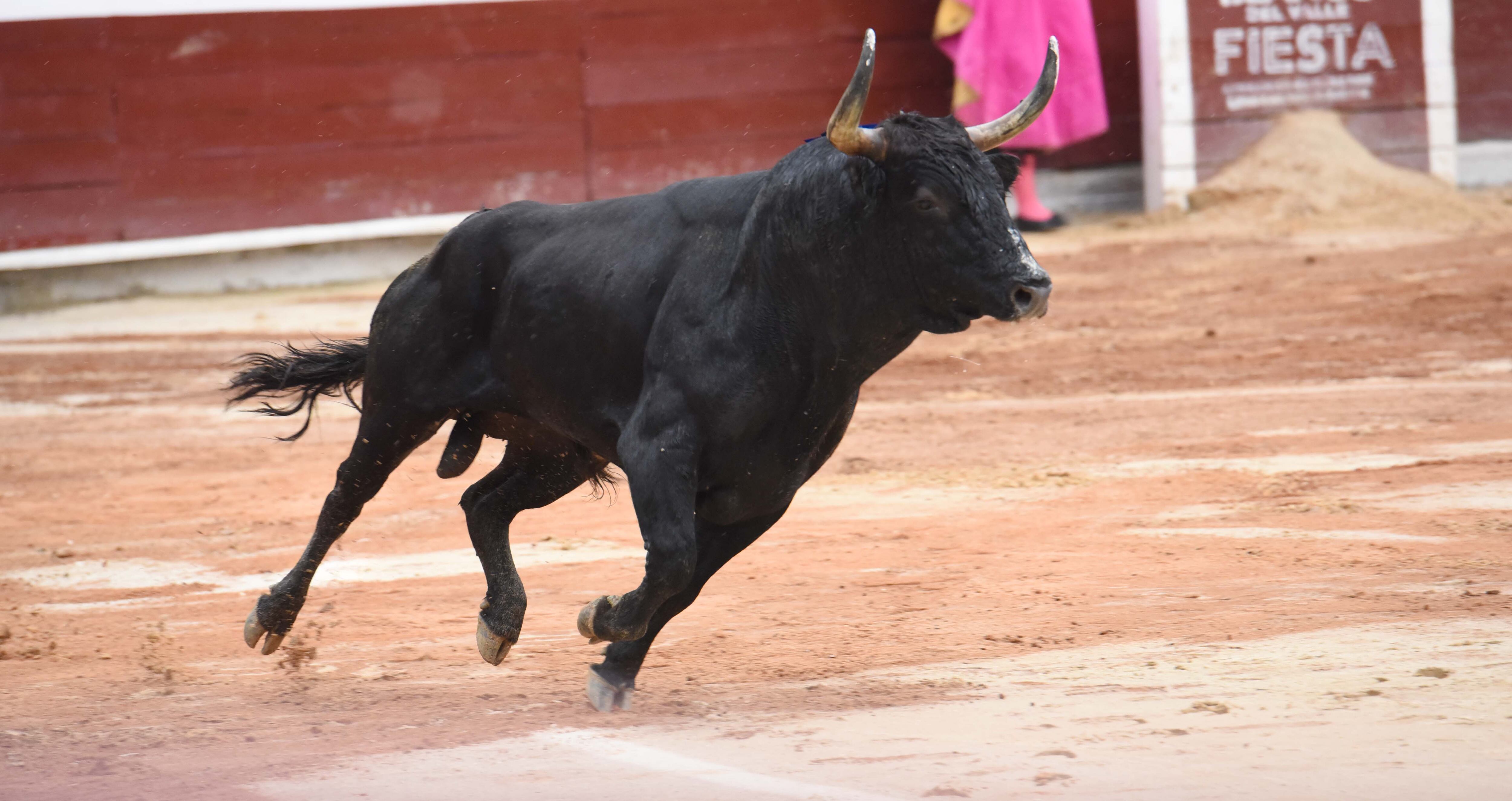 'Soñador', segundo de la tarde, protestado por el público. Uno de los seis toros del encierro de Guachicono.