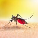 Evitar la aparición de mosquitos es una de las mejores medidas para prevenir el dengue.