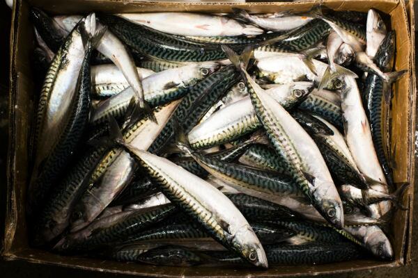 Opte por alimentos de temporada