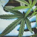 Concejo de Bogotá aprobó en segundo debate proyecto que promueve el uso del cannabis medicinal.