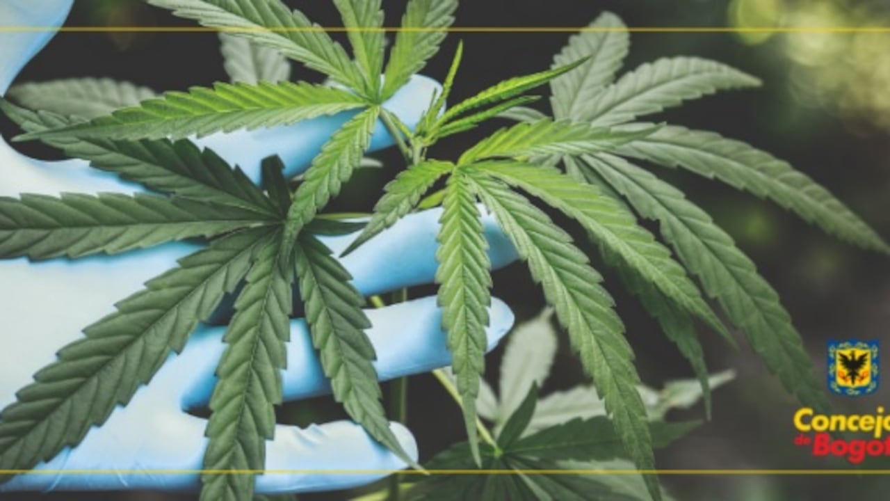 Concejo de Bogotá aprobó en segundo debate proyecto que promueve el uso del cannabis medicinal.