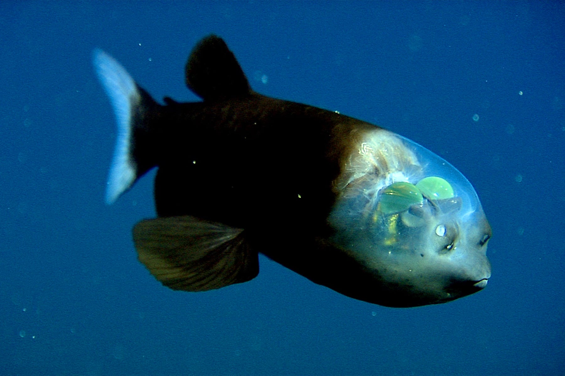 Macropinna microstoma, conocido como pez duende o pez de cabeza transparente.