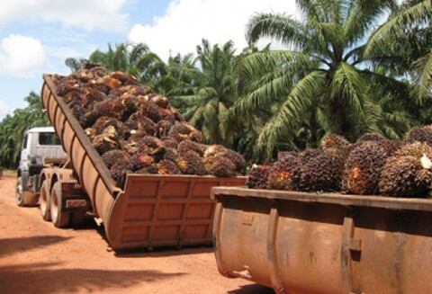 Colombia es el primer productor de aceite de palma en América y el cuarto a nivel mundial, después de Indonesia, Malasia y Tailandia.