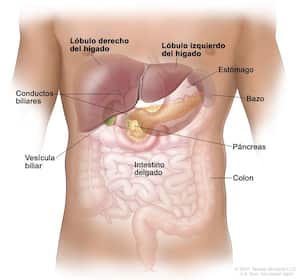 Anatomía del hígado. El hígado está en la parte superior del abdomen, cerca del estómago, los intestinos, la vesícula biliar y el páncreas. El hígado tiene un lóbulo derecho y un lóbulo izquierdo. Cada lóbulo se divide en dos secciones (que no se muestran).