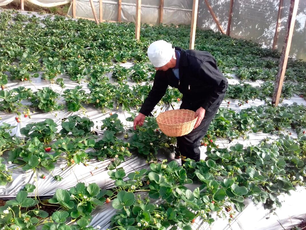 Más de 2000 personas en 18 cooperativas se han visto beneficiadas por estos proyectos del Programa Mundial de Alimentos. Foto: WFP