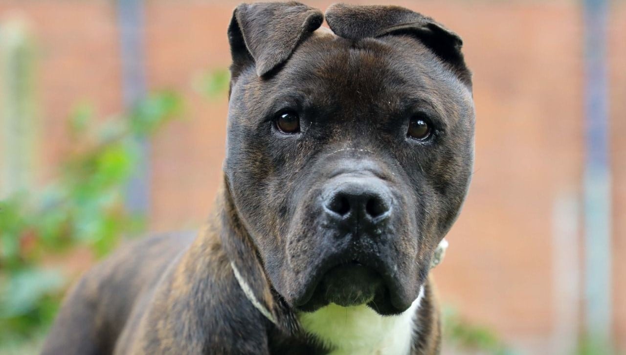 Jornada de adopción de mascotas en Bogotá
