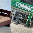 Merlin, era un perrito chihuahua de un año que murió tras la irresponsabilidad de Animals en Bogotá.