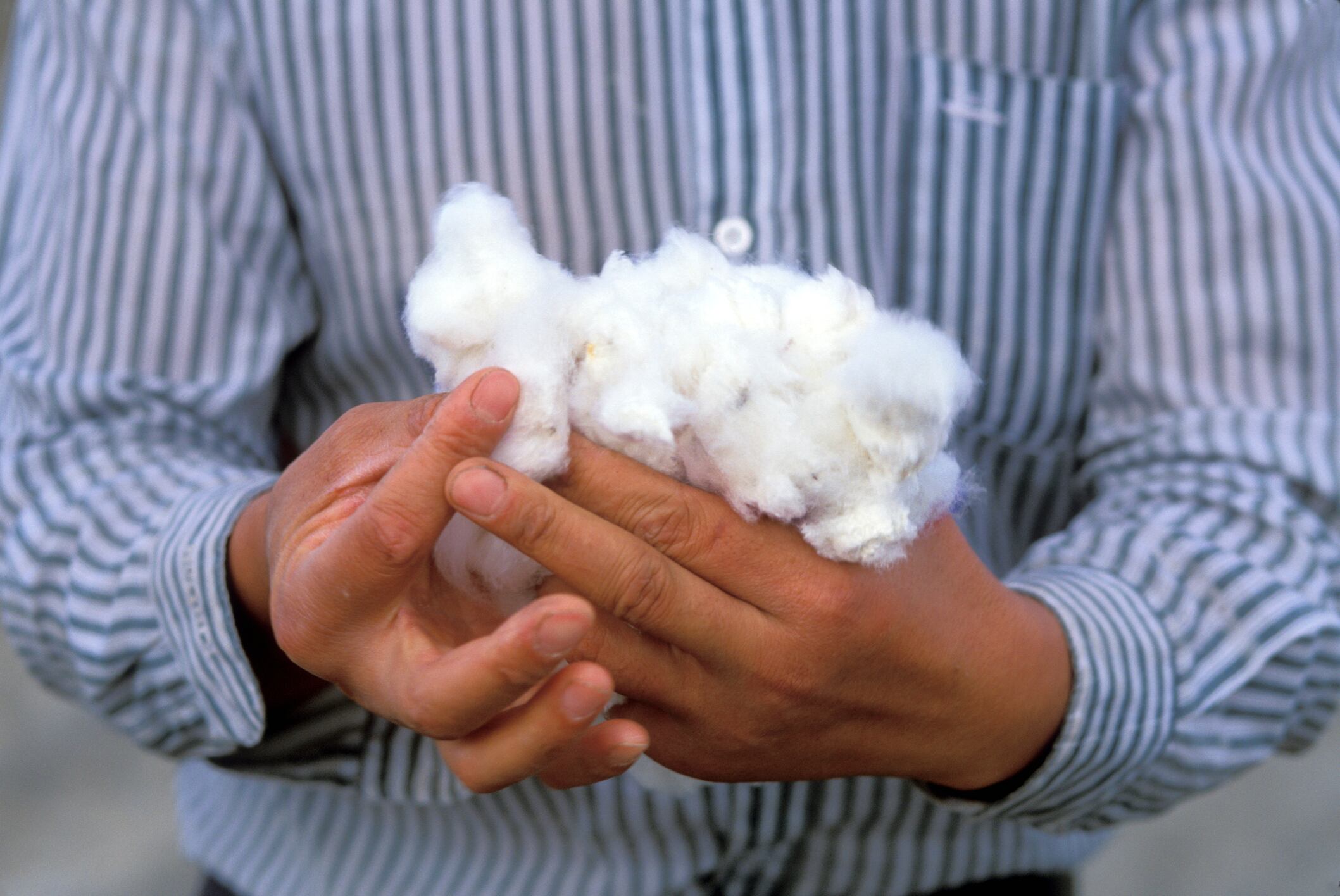 Algodón como una opción para quitar los malos olores.