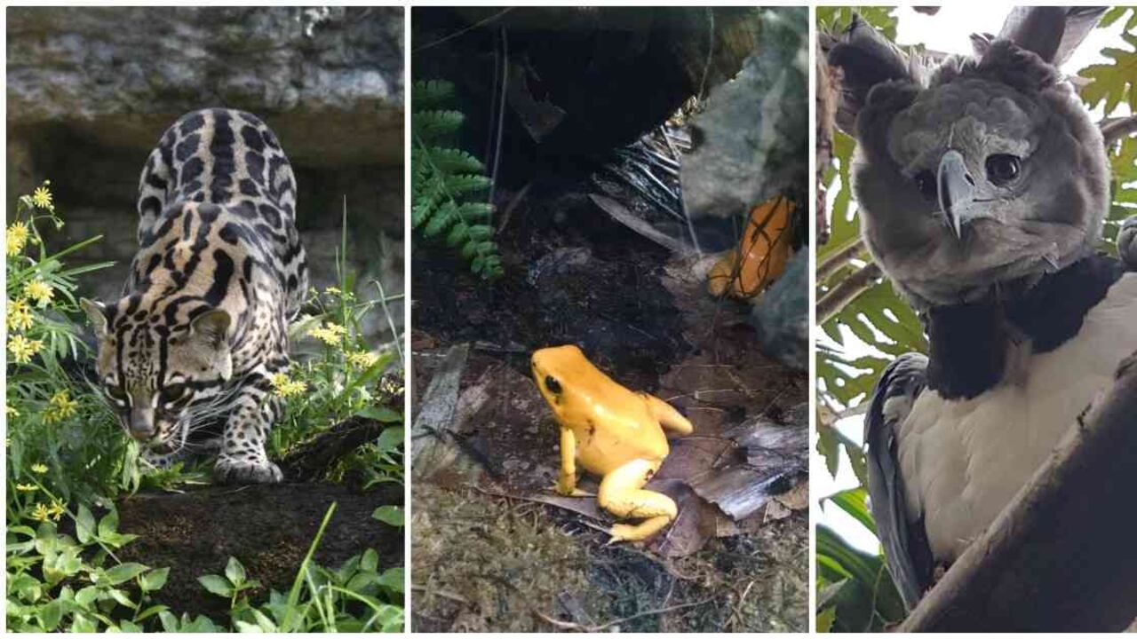 Fotos: Tobías Czeikowitz, Mauricio Sánchez y Bioparque La Reserva.