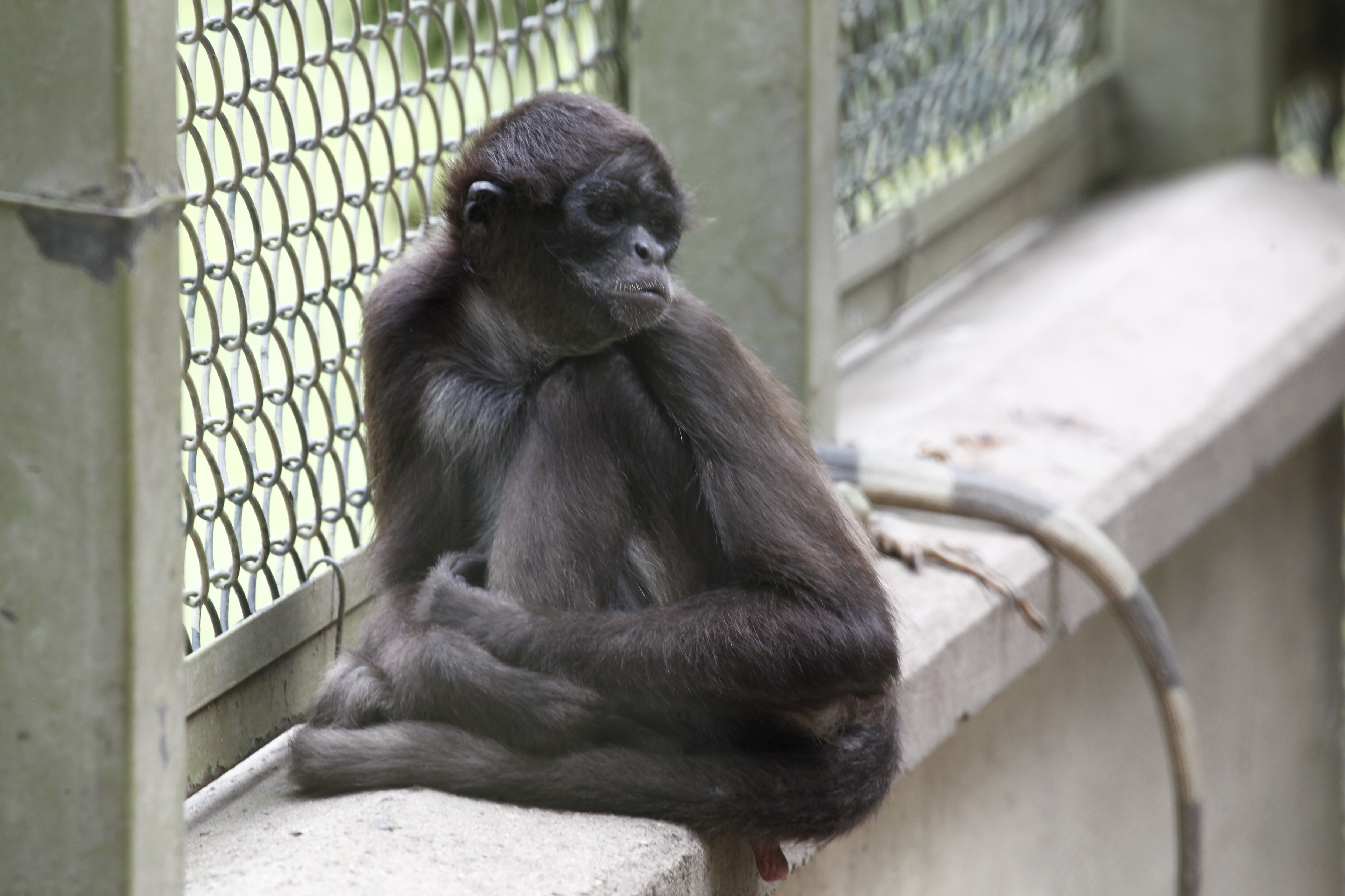 El proceso de readaptación después de eventos traumáticos no es fácil para los animales.