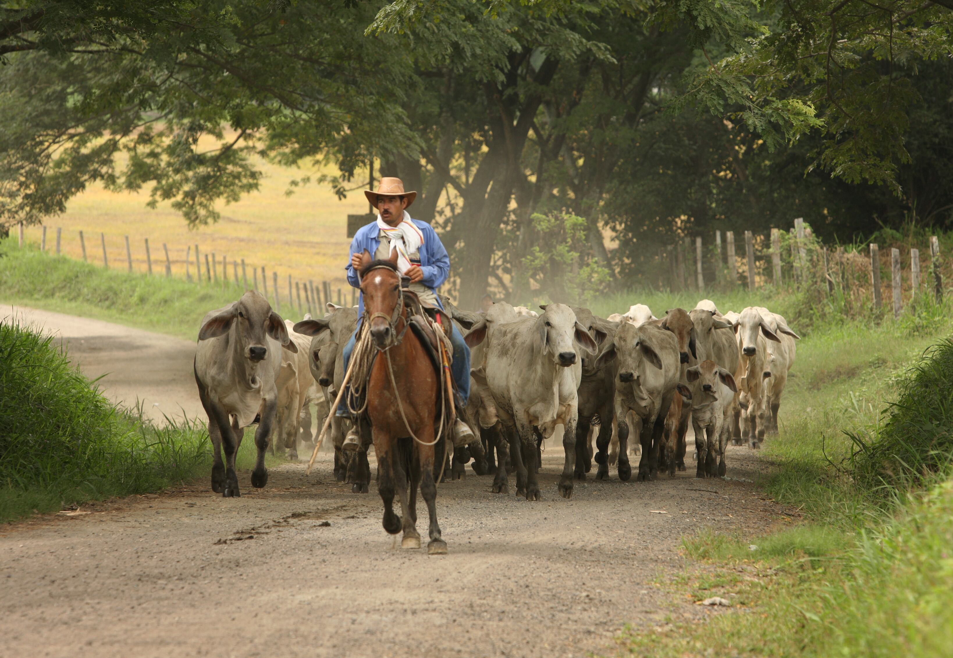 VAQUERO, GANADO, GANADERIA, VIA VENADILLO, AMBALEMA-TOLIMA MAYO 21 DE 2009.
FOTO: JUAN CARLOS SIERRA-REVISTA SEMANA.