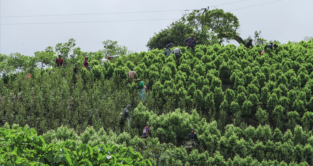 El Plateado está inundado de cultivos ilícitos. Pobladores aseguraron a SEMANA que su expansión a otros corregimientos se dio durante el Gobierno Petro.  