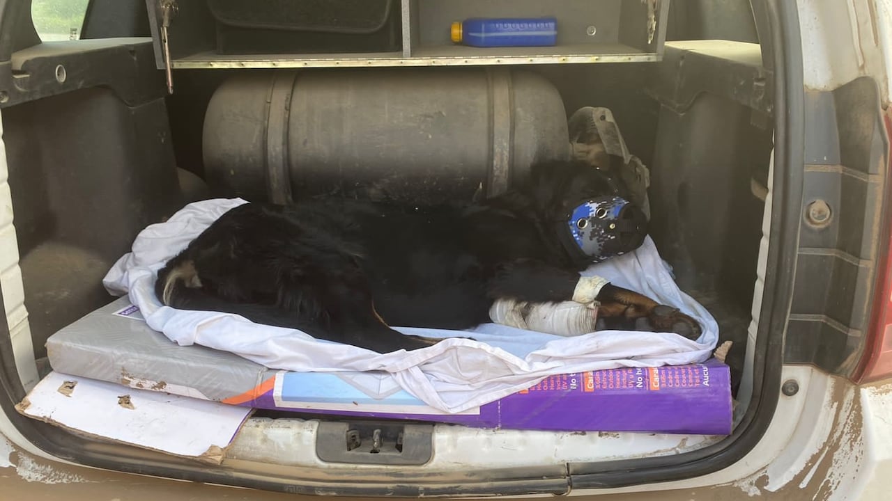 La perra que resultó herida se llama 'Morocha' y tiene tres años de edad.