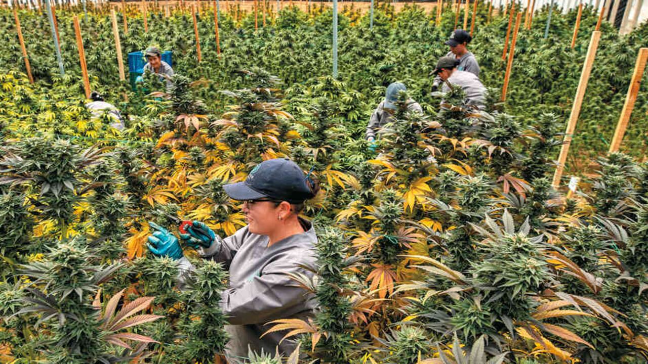 Solo en el ICA había 1.115 solicitudes de registros y licencias. Según la entidad, ya respondió todas y avanza en cerrar esos trámites.