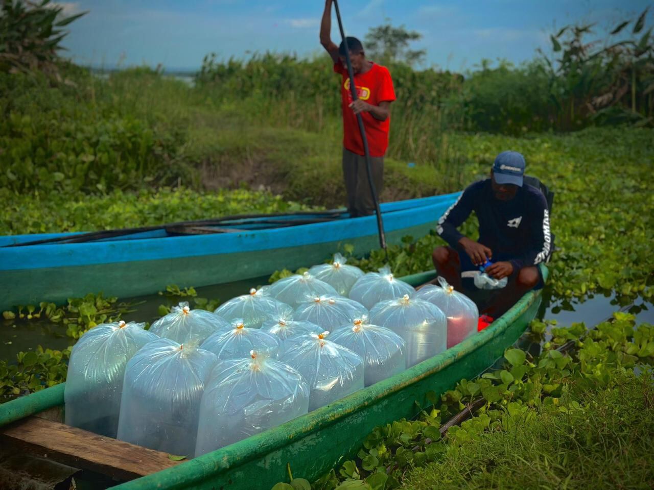 La siembra de estos peces buscan dinamizar la economía local.