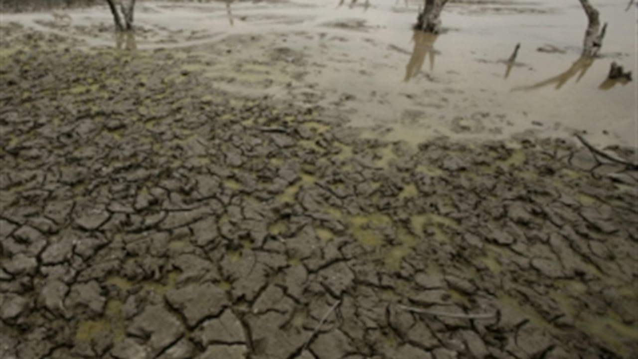 De acuerdo con organizaciones protectoras de la fauna, las altas temperaturas tienen en riesgo a los animales.