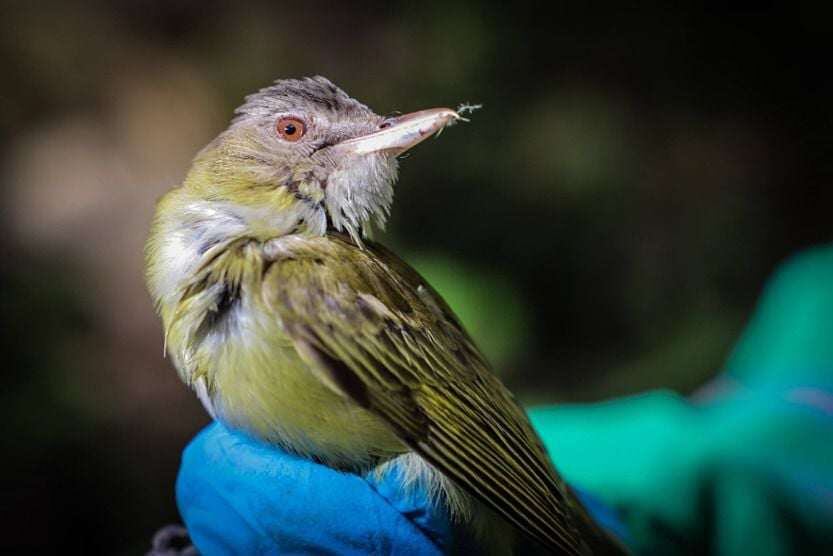 La guía es un documento que brinda principios y herramientas para el diseño, mantenimiento y operación de las edificaciones.