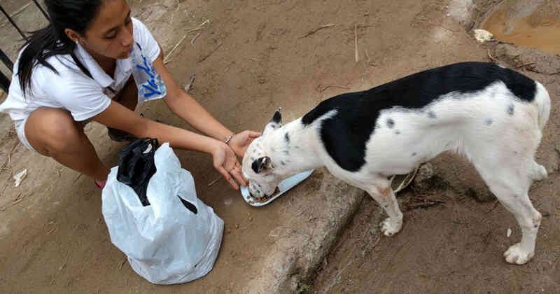 Buscan conocer la composición de los alimentos para animales.