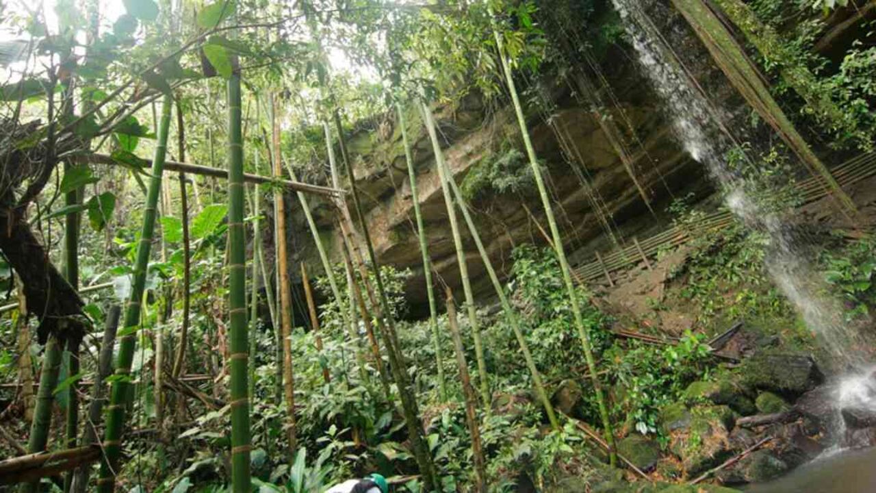 En La Tribuna, la biodiversidad sobrevive en medio de pozos petroleros. Foto: Ecopetrol.