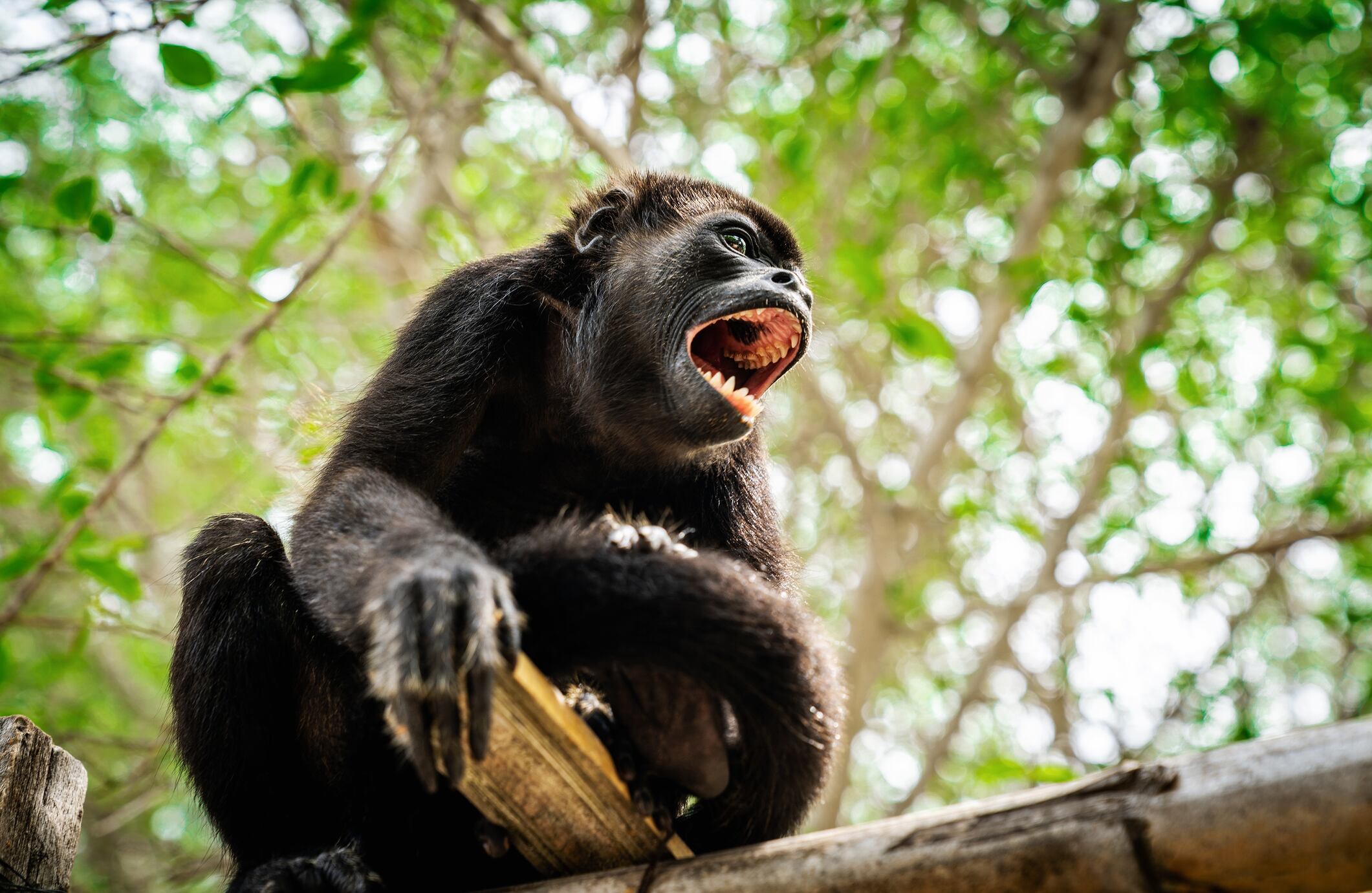 Los monos aulladores se distribuyen desde el norte de los Andes, partiendo de la cordillera Occidental, hacia el oriente y sur del territorio nacional. Esta especie se caracteriza  por su gran tamaño y por emitir un potente aullido para anunciar el amanecer, una tormenta, su paso temporal por un territorio, intimidar a posibles enemigos o atraer a las hembras.