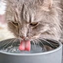 Al tomar agua los gatos usan sus papilas para consumir más líquido.
