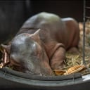 Rescatan a una cría de hipopótamo hallada sin su madre y con desnutrición.