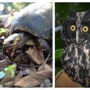 Tortugas morrocoy, boas y un búho fueron liberados por autoridades ambientales en Huila y Santander. Foto: CAS y CAM.