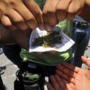 22 gramos es la dosis mínima de marihuana en Colombia.